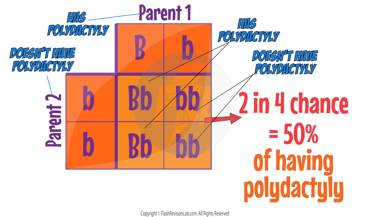 Polydactyly